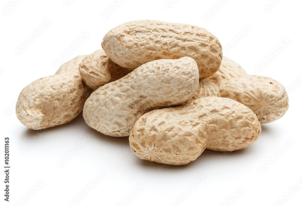 peanut pod or arachis isolated on white background cutout peanut pod or arachis isolated on white background cutout