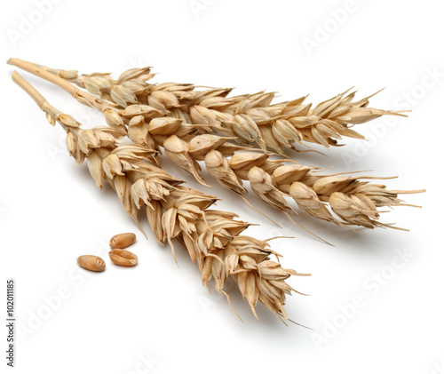 wheat ear isolated on white background cutout