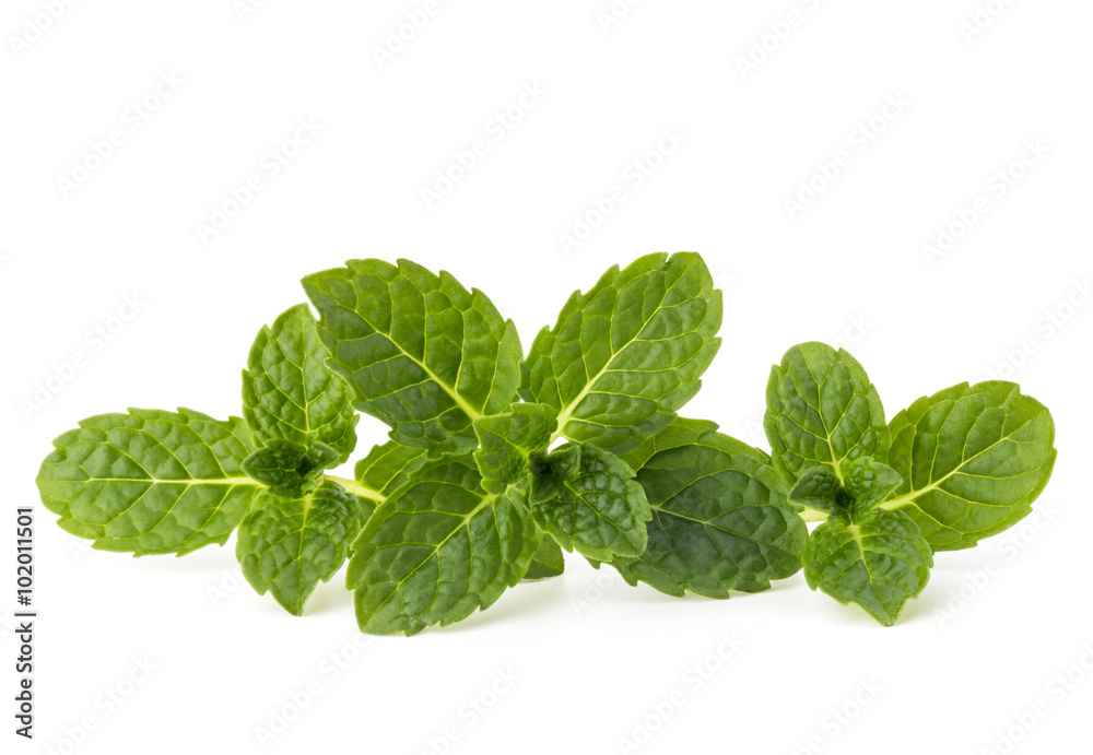 Fresh mint herb leaves isolated on white background cutout Fresh mint herb leaves isolated on white background cutout