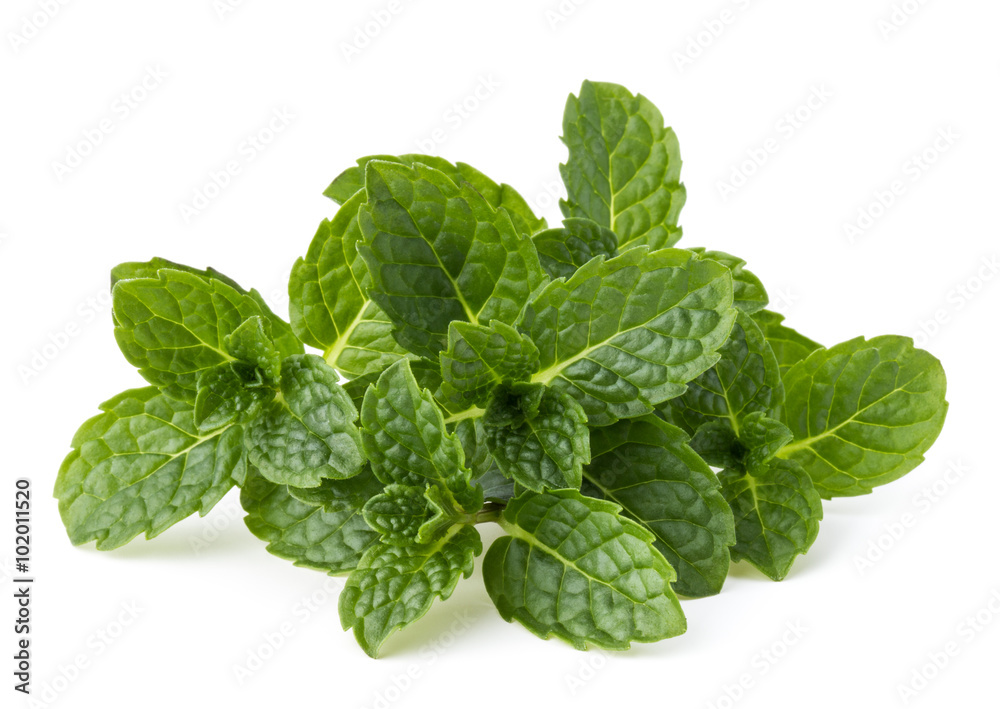 Fresh mint herb leaves isolated on white background cutout Fresh mint herb leaves isolated on white background cutout
