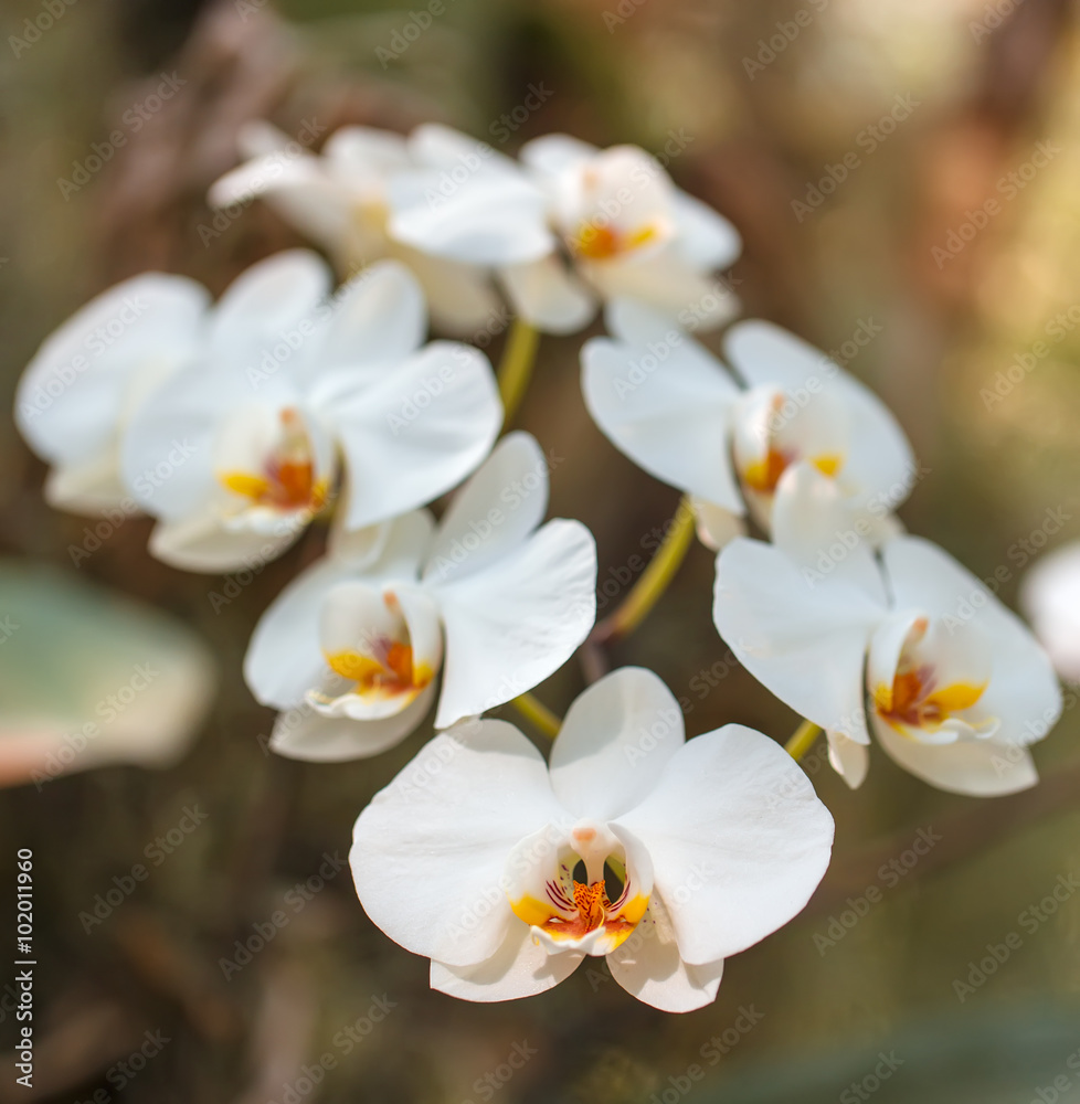Beautiful macro white orchid in botanic garden. Beautiful macro white orchid in botanic garden.