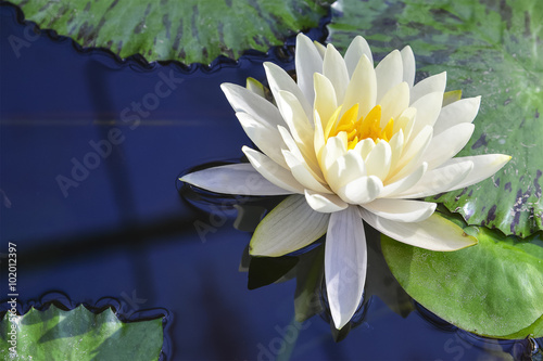 white lotus flower blooming in the pond reflection with the water
