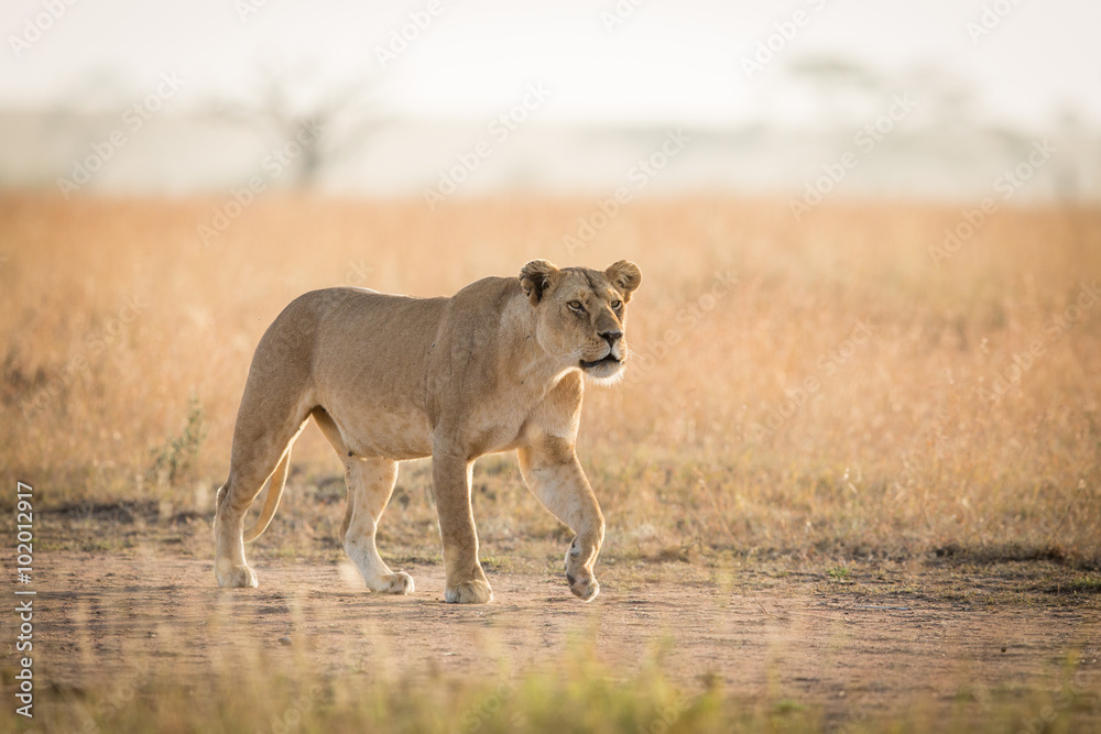 Fototapeta premium One African Lioness hunting in the Serengeti, Tanzania