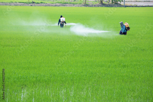 worker spraying pesticide in paddy field.