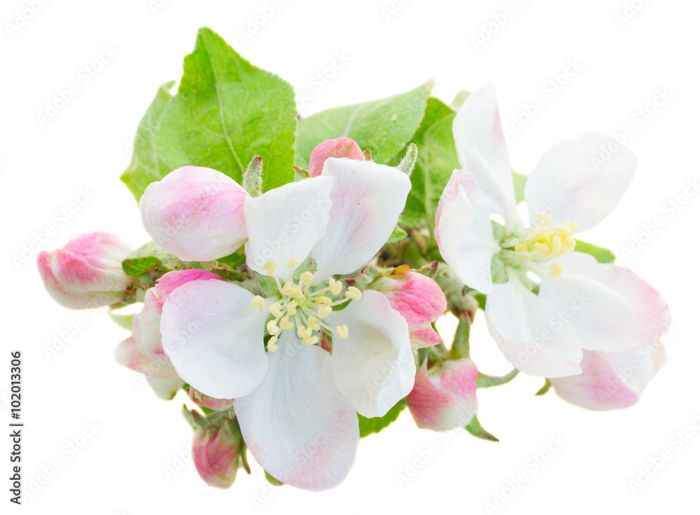 Naklejka premium Apple tree blossom