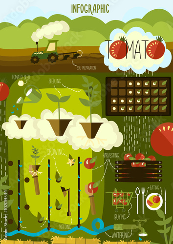 Tomato cultivation, infographics. 