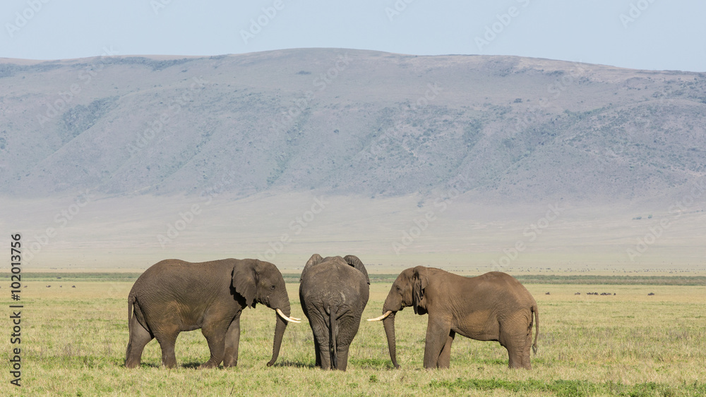 Fototapeta premium Three Bull Elephants in the Ngorongoro Crater, Tanzania