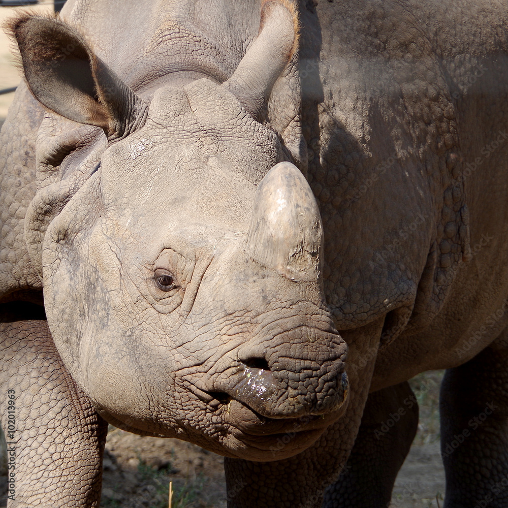 Fototapeta premium Gray rhinoceros in captivity in hot summer
