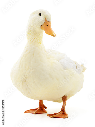Fotobehang White duck on white.