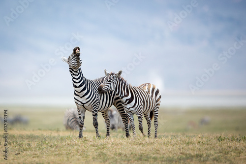 Two Plains Zebra fighting in the Ngorongoro Crater, Tanzania