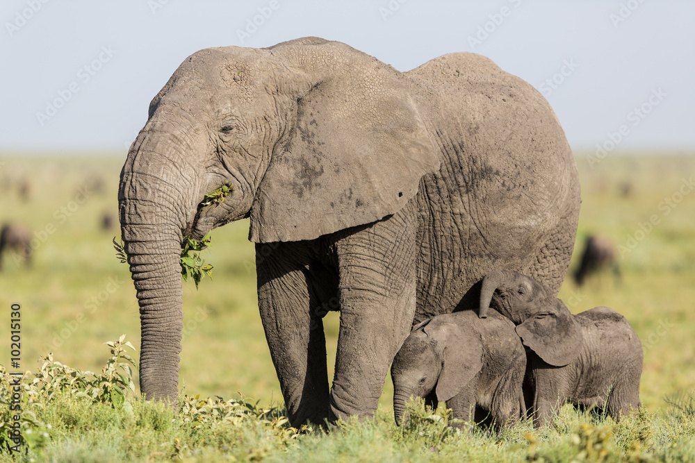Obraz premium Adult female Elephant feeding with her twin babies, Serengeti, Tanzania