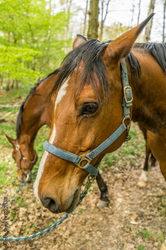 Two horses