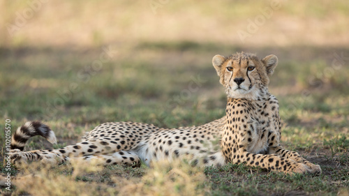One sub adult Cheetah lying down alert, Ndutu, Serengeti, Tanzania