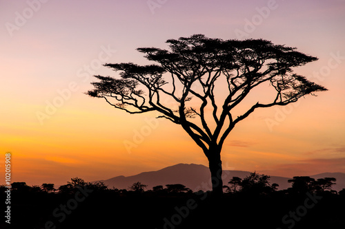 Sunrise in the Serengeti  Tanzania