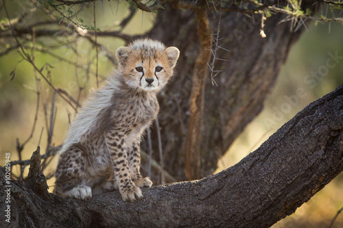 Cheetah cub in tree, Serengeti, Tanzania