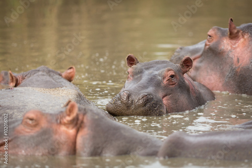 Hippopotamus in the Seronera river in the Serengeti, Tanzania