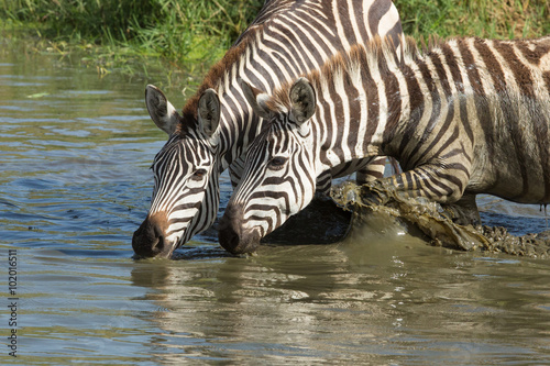 Plains  Zebra drinking from the Seronera River  Serengeti  Tanzania