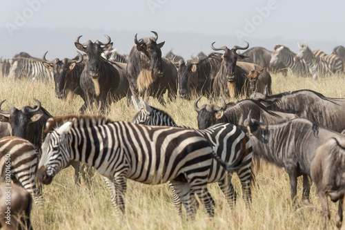Migration herd of Wildebeest and Zebra in the Serengeti  Tanzania