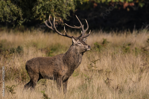 Red Deer Stag © Stephan Morris 