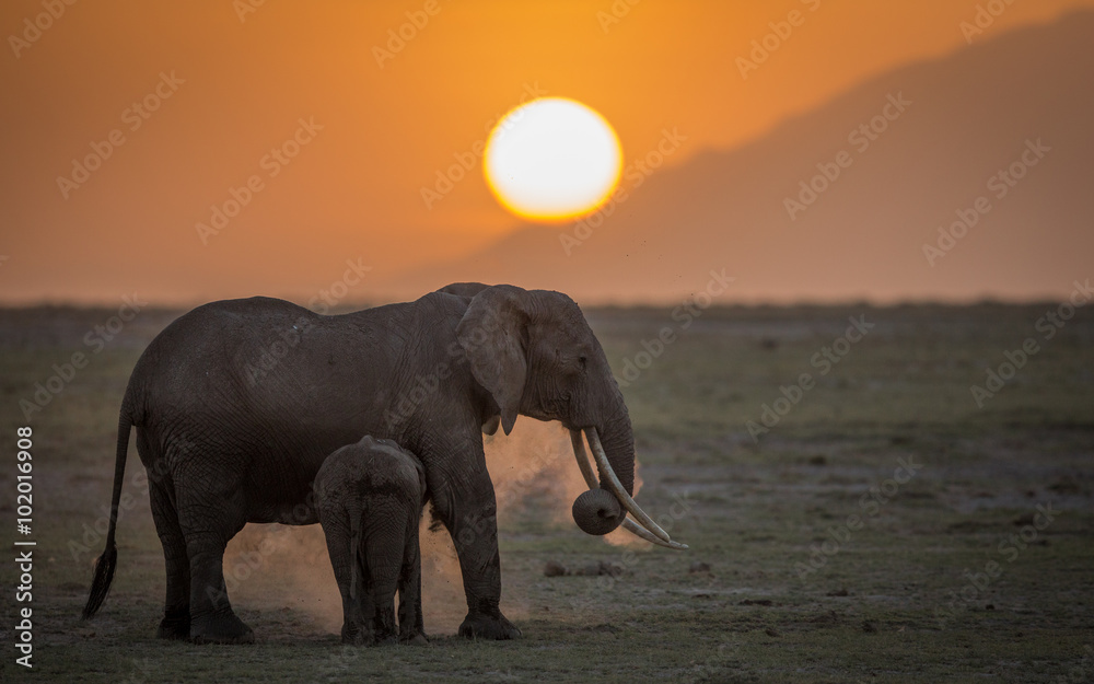 Fototapeta premium Female Elephant with youngster at sunset in Amboseli National Park in Kenya