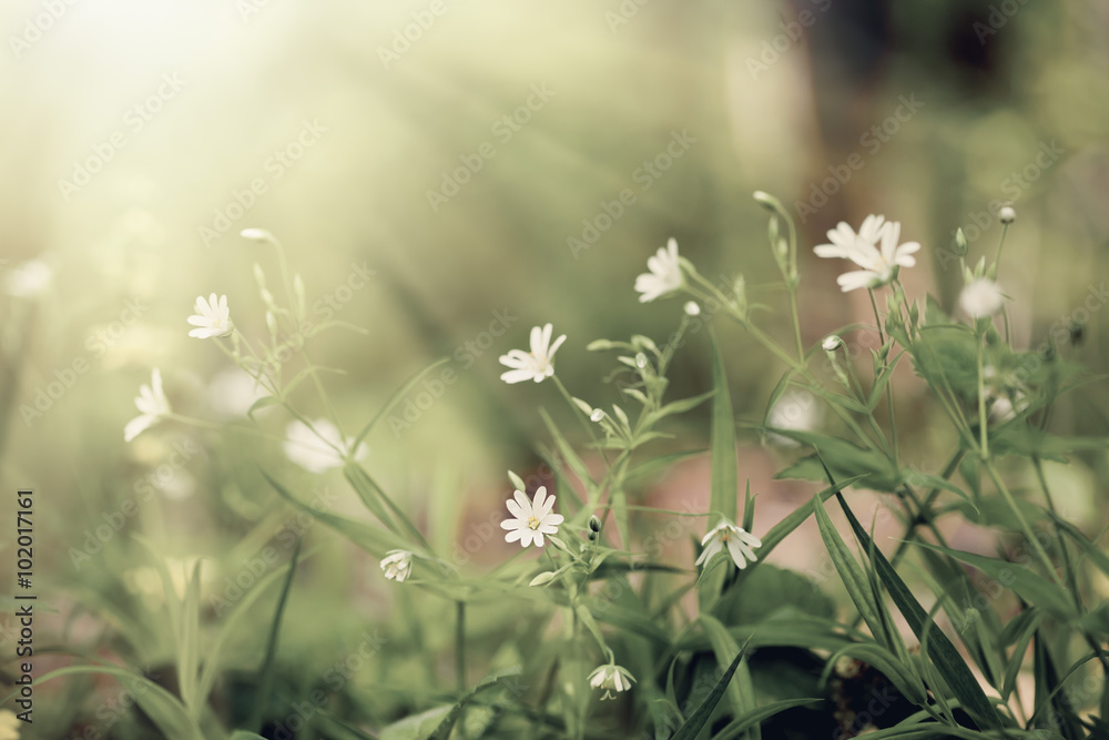Fototapeta premium Vintage flower