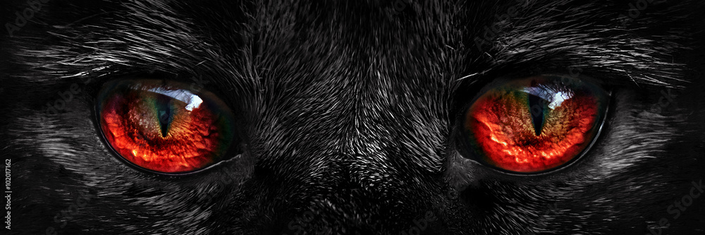 Fototapeta premium kudłaty potwór czerwone oczy zbliżenie