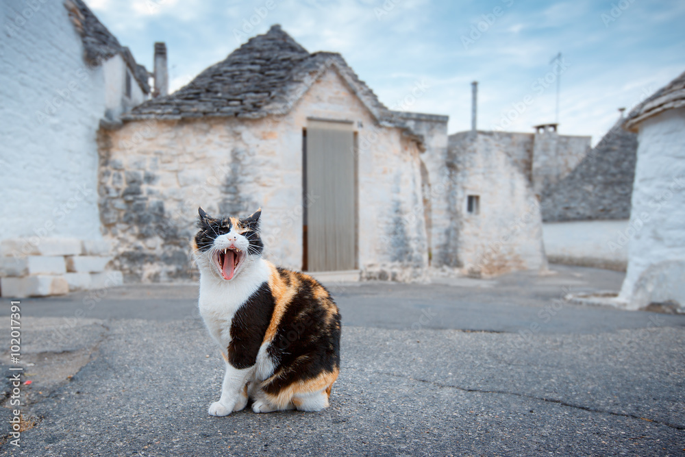 On street of an antique italian village, a cat lets itself be photographed without worry