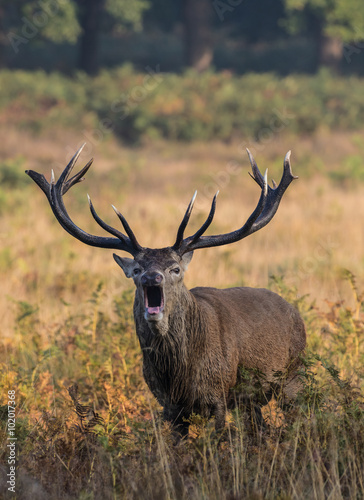 Red Deer Stag © Stephan Morris 