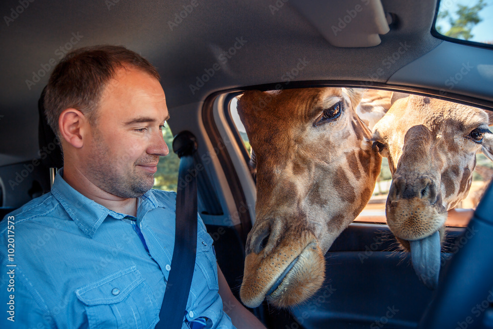 Fototapeta premium Giraffes put heads in car and waiting food from tourist