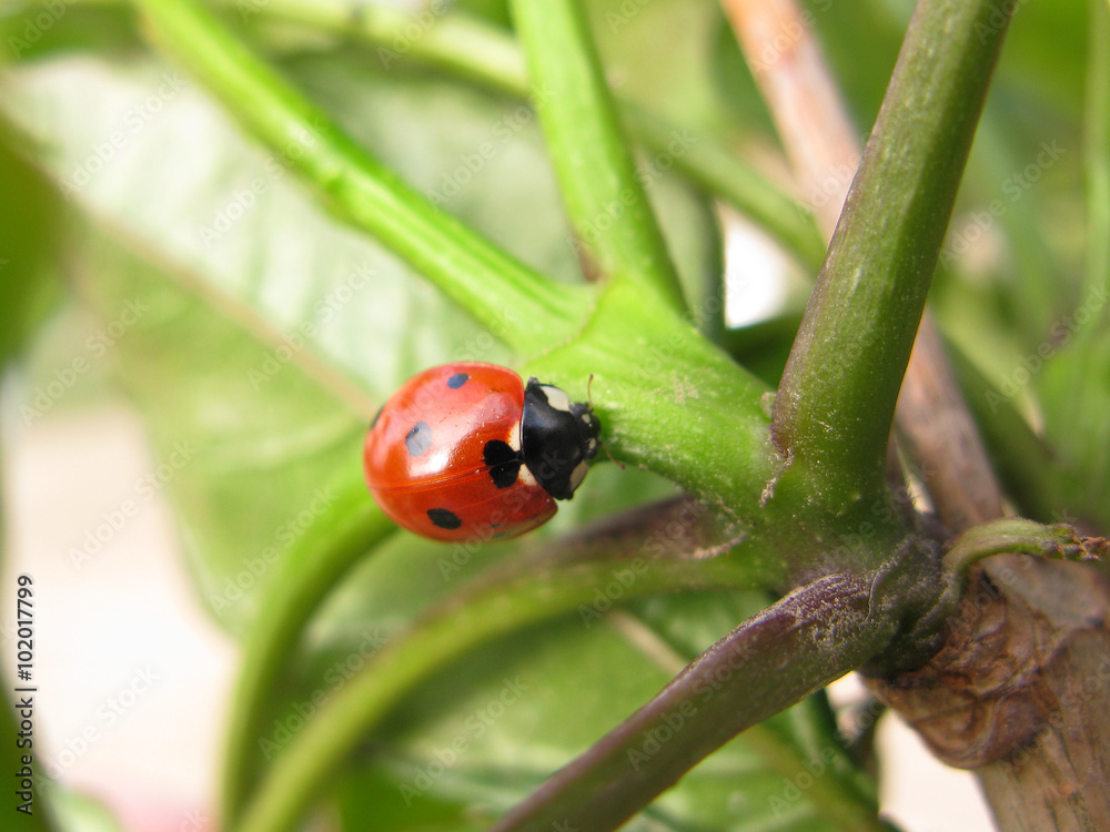 Fototapeta premium Ladybug close-up