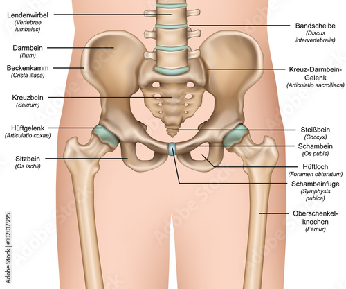 Anatomie der Hüfte (pelvis anatomy)