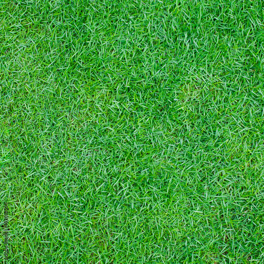 Green grass background Top view Copy space Green grass background Top view Copy space