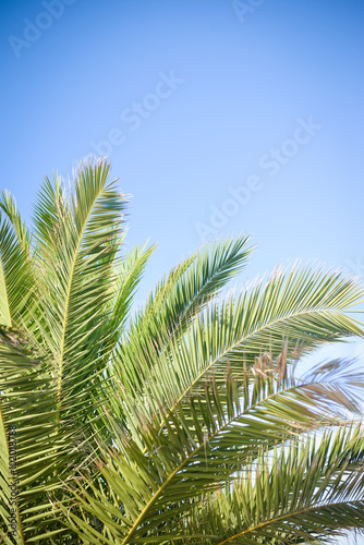 Tropical copy space background.