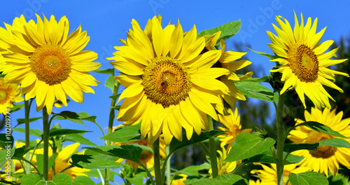 sunflowers: color of summer :)