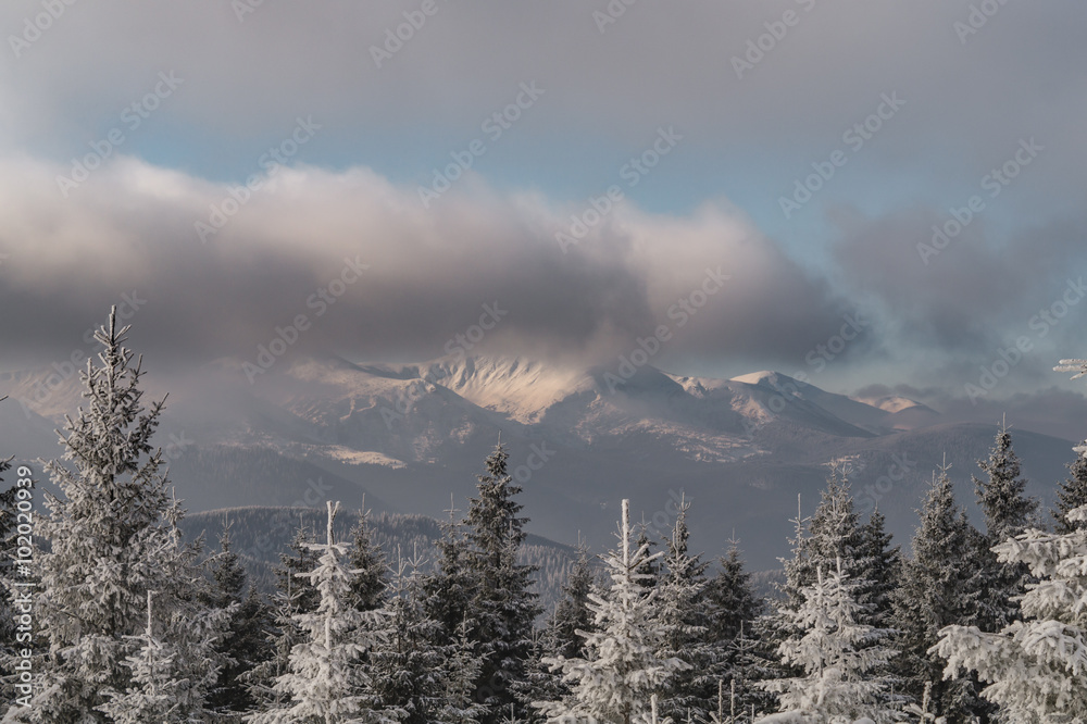 Winter Carpathian mountains with hills, snowy forest and clouds in the sky