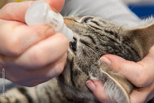 Ophtalmologie vétérinaire, il est possible de traiter et ainsi préserver les yeux des animaux domestique. photo