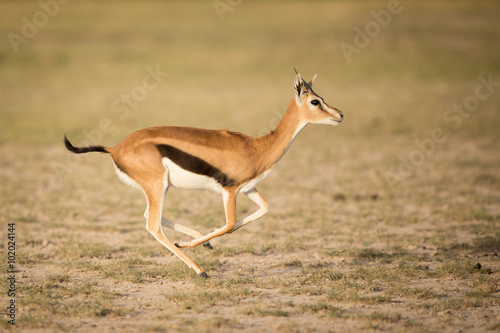 Female Thompson's Gazelle running, Amboseli, Kenya photo