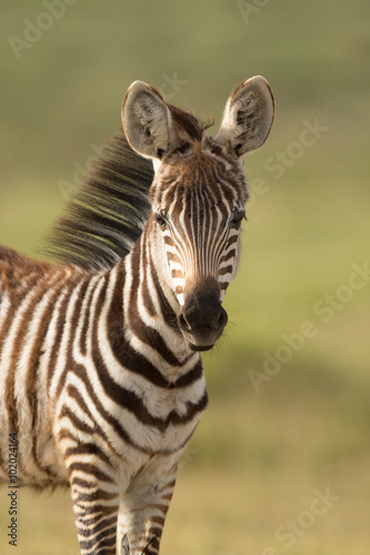 Baby Zebra in Amboseli National Park, Kenya