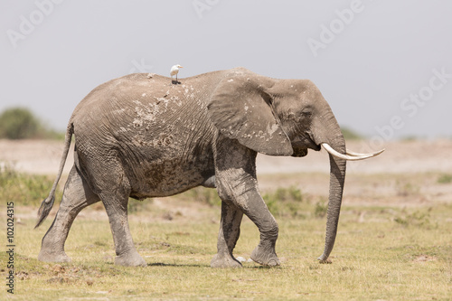 One African Elephant in Amboseli, Kenya