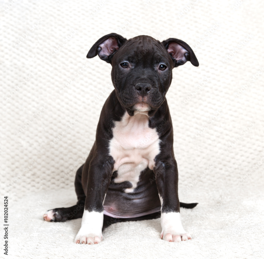  American Staffordshire Terrier puppy sitting on the couch