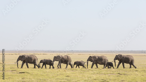 A line of African Elephants walking through Amboseli in Kenya
