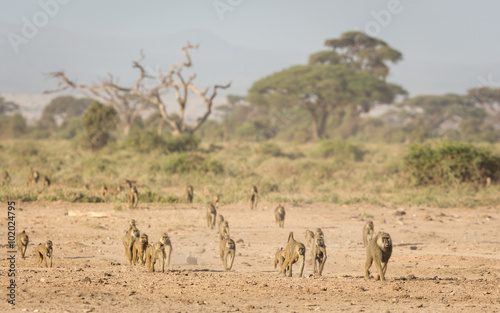 Troop of Olive baboons in Amboseli, Kenya