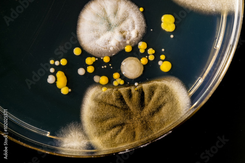 Foto Petri dish with mold