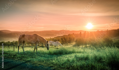 Wild horses and tuscan sunrise © Maciej Czekajewski