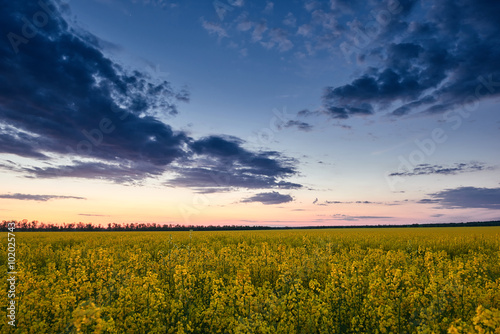 Fototapeta Naklejka Na Ścianę i Meble -  Sunset. Beautiful spring landscape, yellow flower in rapeseed field