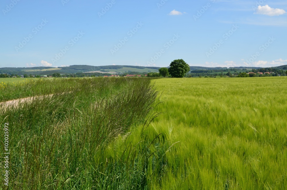 Weite Naturlandschaft mit Gerstenfeld unter Himmelblau Weite Naturlandschaft mit Gerstenfeld unter Himmelblau