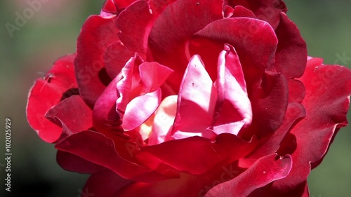 Blooming Red Rose Moving in the Wind Close Up