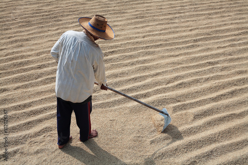 Fotografi farmer using hoe to equalize rice grain