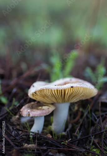Small mushrooms on the forest floor