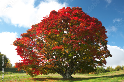 大峰高原七色大カエデ